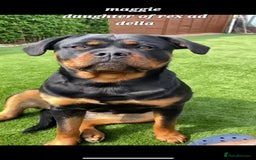 Rottweiler dogs for sale: (KC) REX & DELLAS FINAL LITTER OF QUALITY PUPS - Image 28