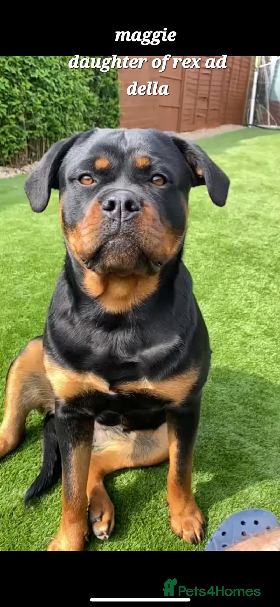 Rottweiler dogs for sale: (KC) REX & DELLAS FINAL LITTER OF QUALITY PUPS - Image 28