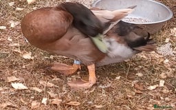 Ducks poultry for sale: Khaki Campbell 2025 drakes, offers considered in Tiverton - Image 14