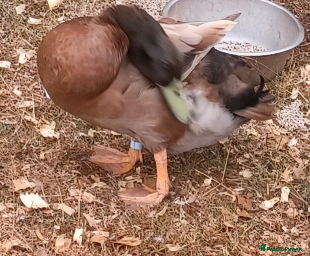 Ducks poultry for sale: Khaki Campbell 2025 drakes, offers considered in Tiverton - Image 14
