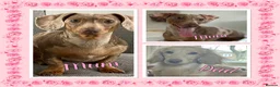 Miniature Dachshund dogs for sale: Miniature Dachshund Puppies - Advert 4