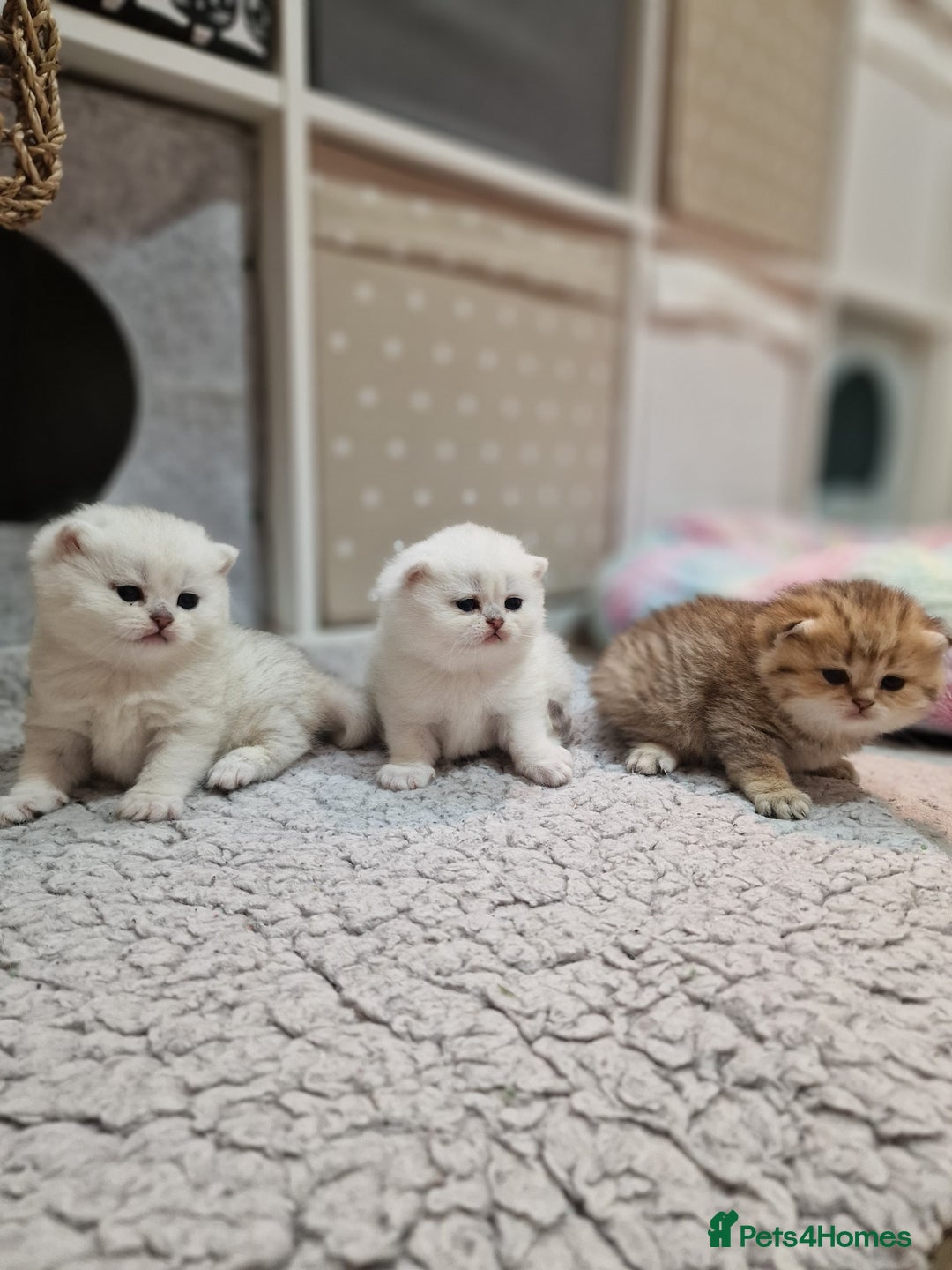 British Shorthair cats for sale: Pedigree British Short Hair Kittens  - Advert 4