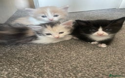 Mixed Breed cats for sale: 3 gorgeous kittens 2 long hair 1 short  - Image 11
