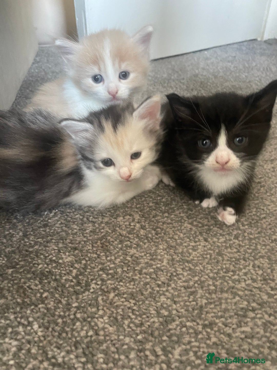Mixed Breed cats for sale: 3 gorgeous kittens 2 long hair 1 short  - Image 11
