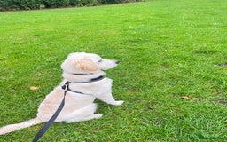 Golden Retriever dogs for sale: Golden retriever 17 month old - Image 6