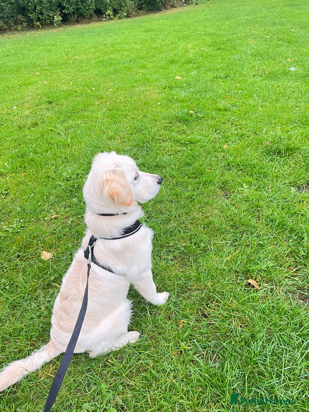 Golden Retriever dogs for sale: Golden retriever 17 month old - Image 6
