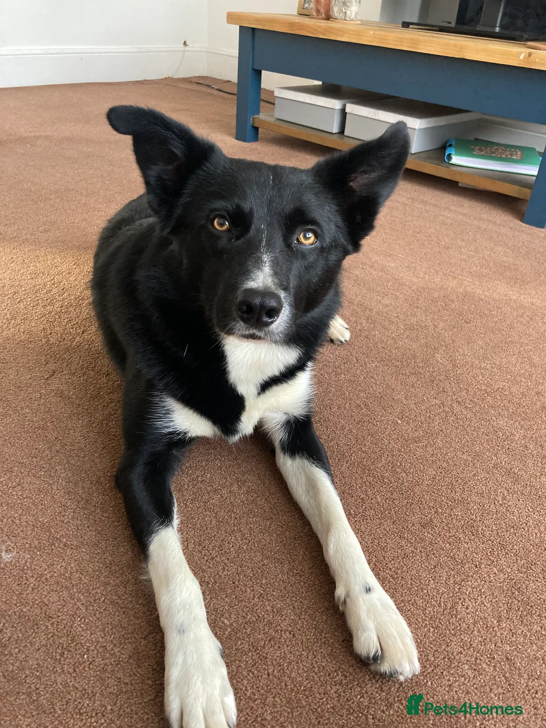Border Collie dogs for sale: Border Collie in need of a calm home - Advert 10