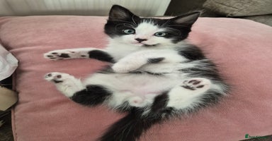 Ragdoll cats - Advert 4