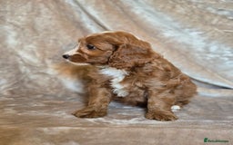 Cavapoo dogs for sale: Gorgeous Fox Red Cavapoo health tested parents  - Image 37