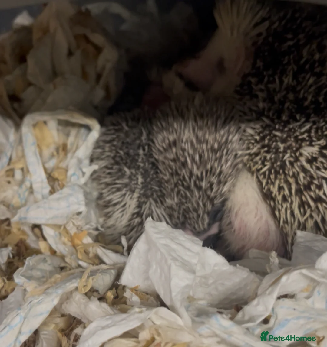Pygmy Hedgehog rodents for sale: Adorable New Baby African Pygmy Hedgehogs - Advert 5