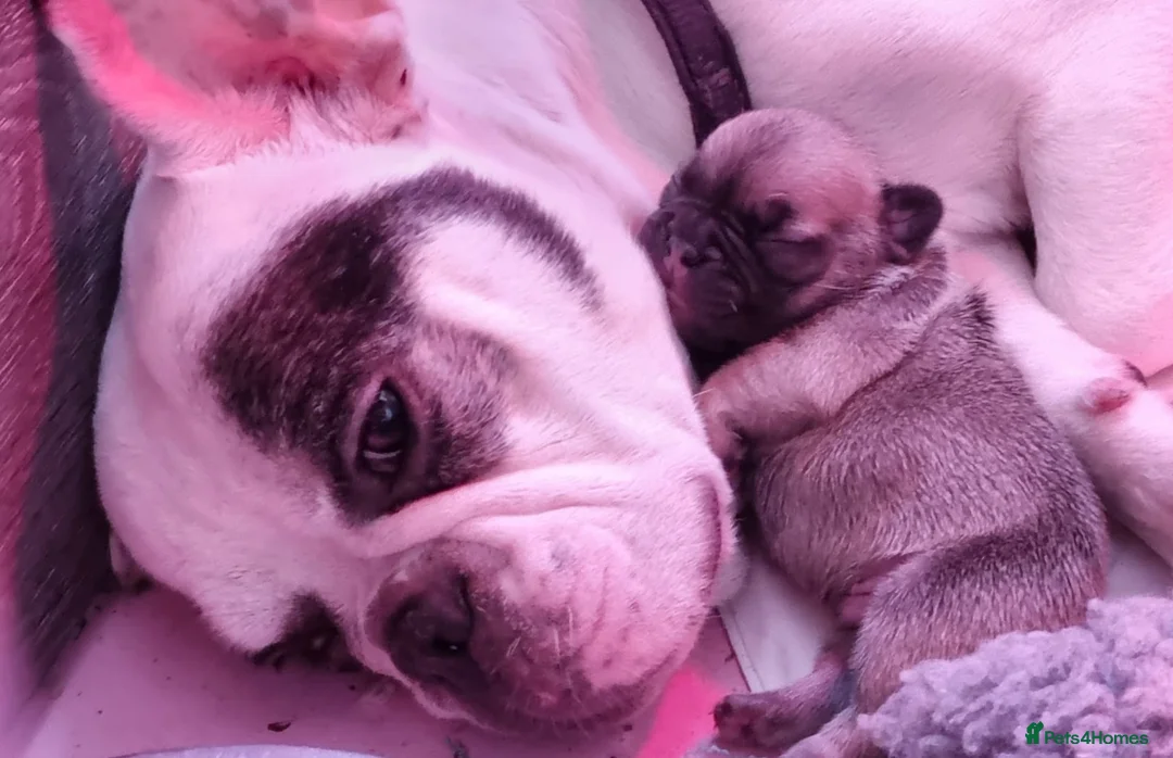 French Bulldog dogs for sale: Unique White French Bulldogs in Wolverhampton - Advert 7