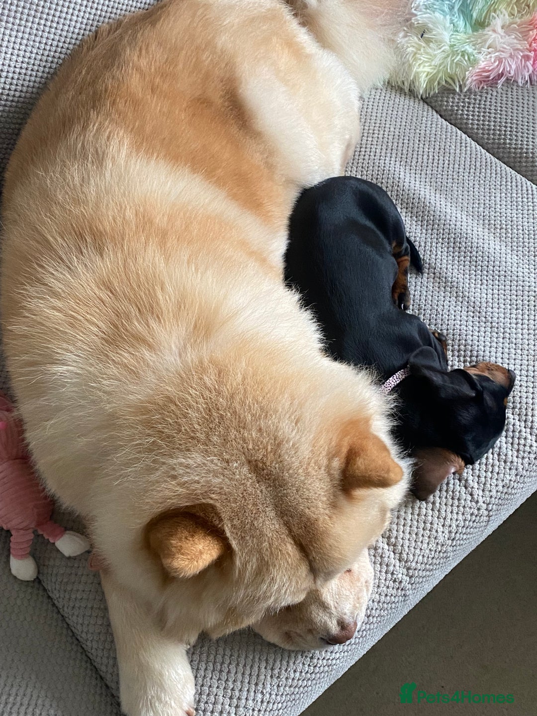 Mixed Breed dogs for sale: Darcy  - Advert 8