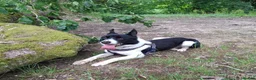 Border Collie dogs for sale: Kaptain Kipper – Loving 4-Year-Old Border Collie - Advert 4
