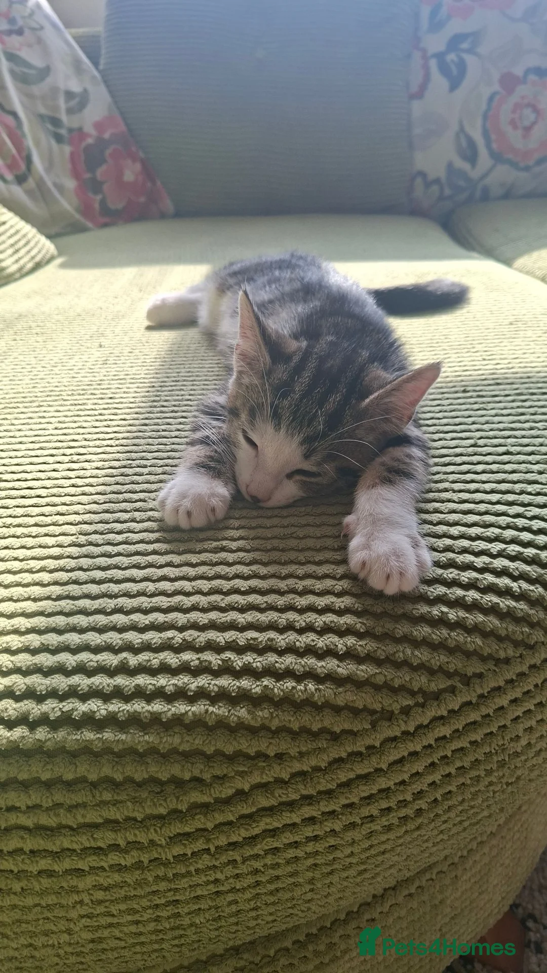 Mixed Breed cats for sale:  Kitten and 1 year old mum. - Advert 4