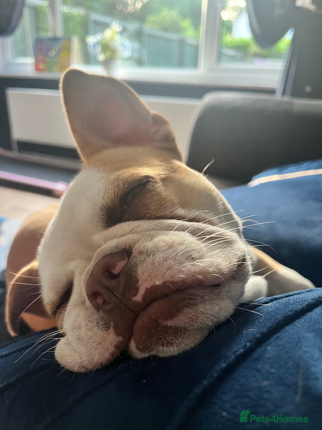 Mixed Breed dogs for sale: Lovely girl needing a home  - Advert 4