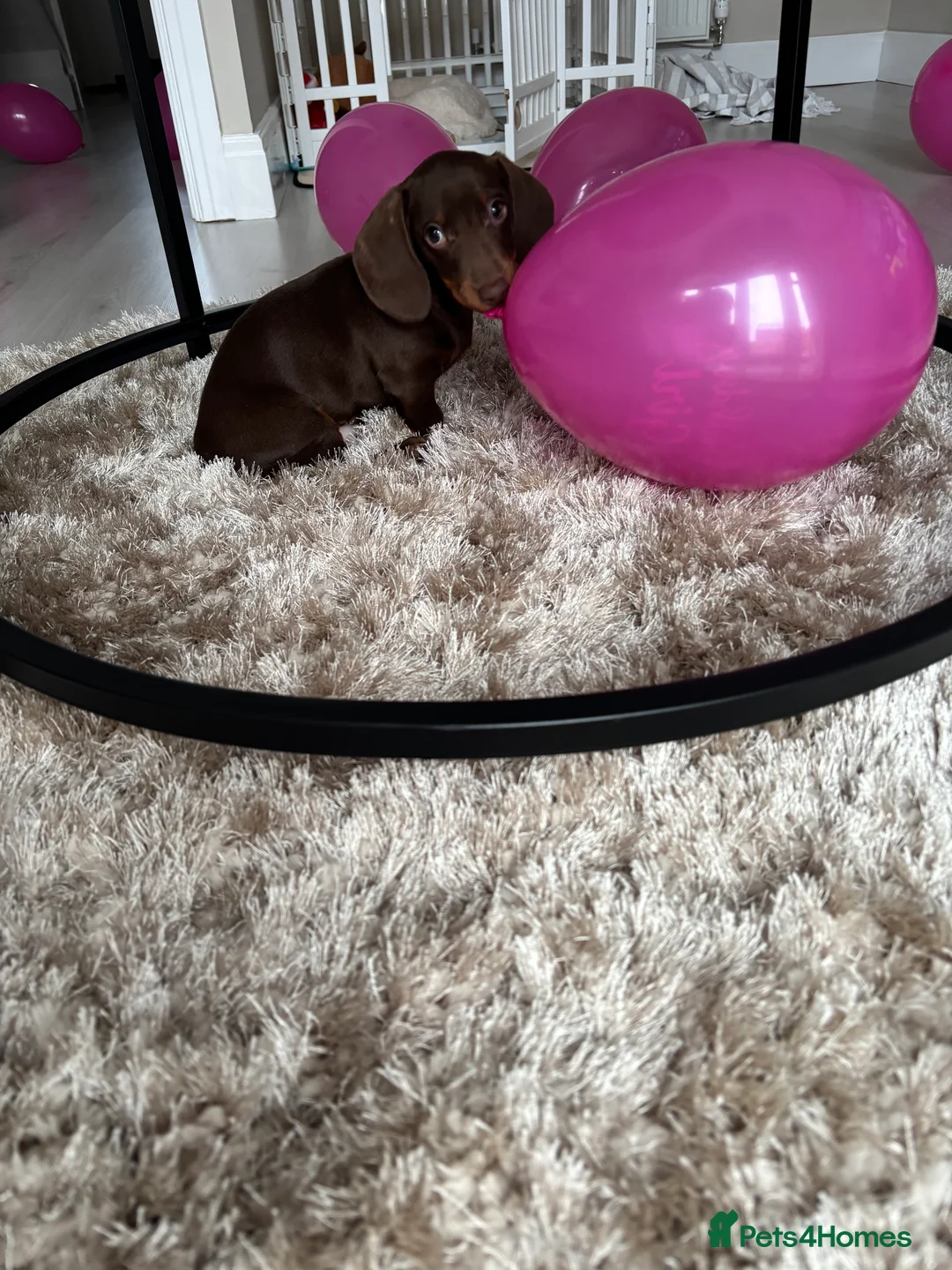 Dachshund dogs for stud: Richmond the stud  - Advert 14