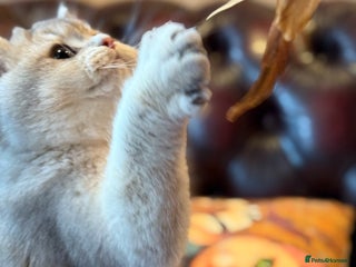 British Shorthair cats READY Blue Goldens sired by x4 Champion - Advert 6