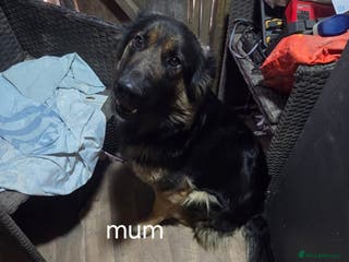 German Shepherd dogs Beautiful German shepherd puppy’s💕💙 - Advert 5