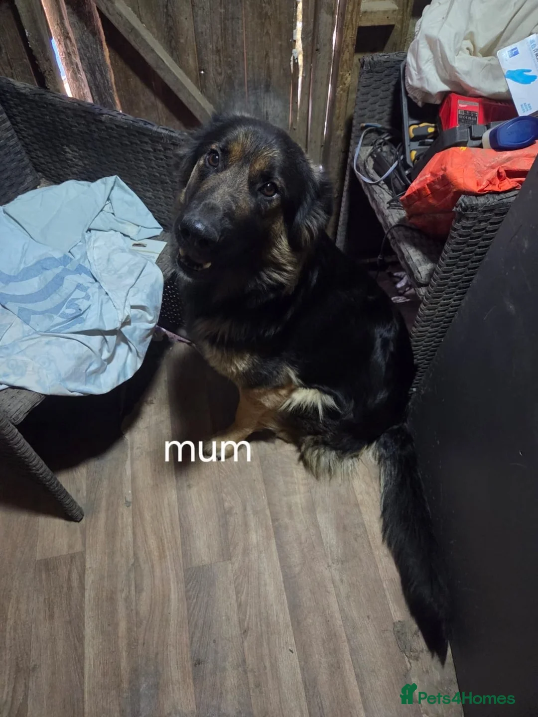 German Shepherd dogs for sale: Beautiful German shepherd puppy’s💕💙 - Advert 1
