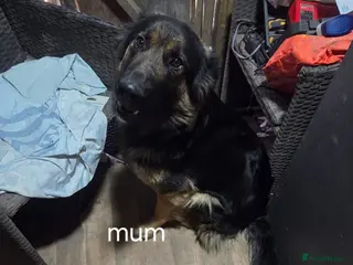 German Shepherd dogs Beautiful German shepherd puppy’s💕💙 - Advert 16