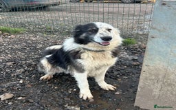 Mixed Breed dogs for adoption: BARNEY - Needs an Experienced Home - Image 10