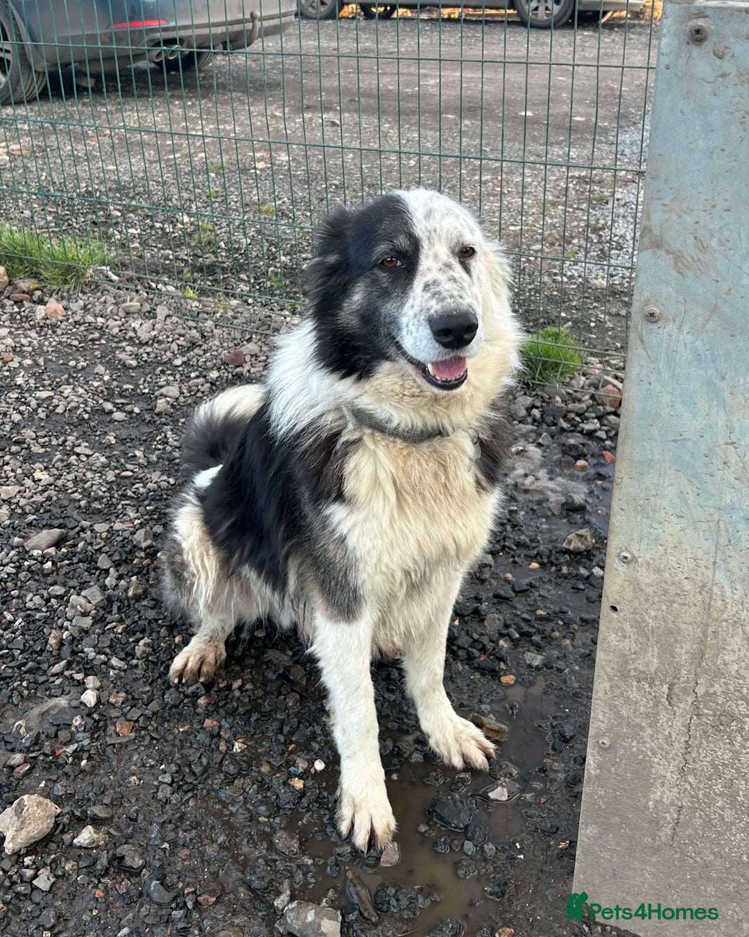 Mixed Breed dogs for adoption: BARNEY - Needs an Experienced Home - Image 10