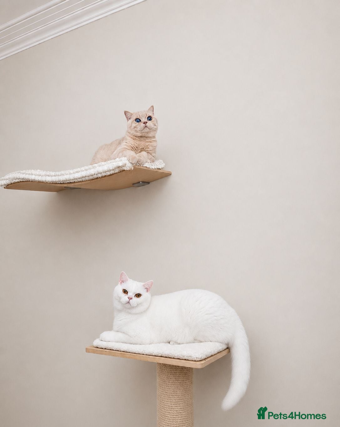 British Shorthair cats 🏡 Home Sweet Home - Advert 2