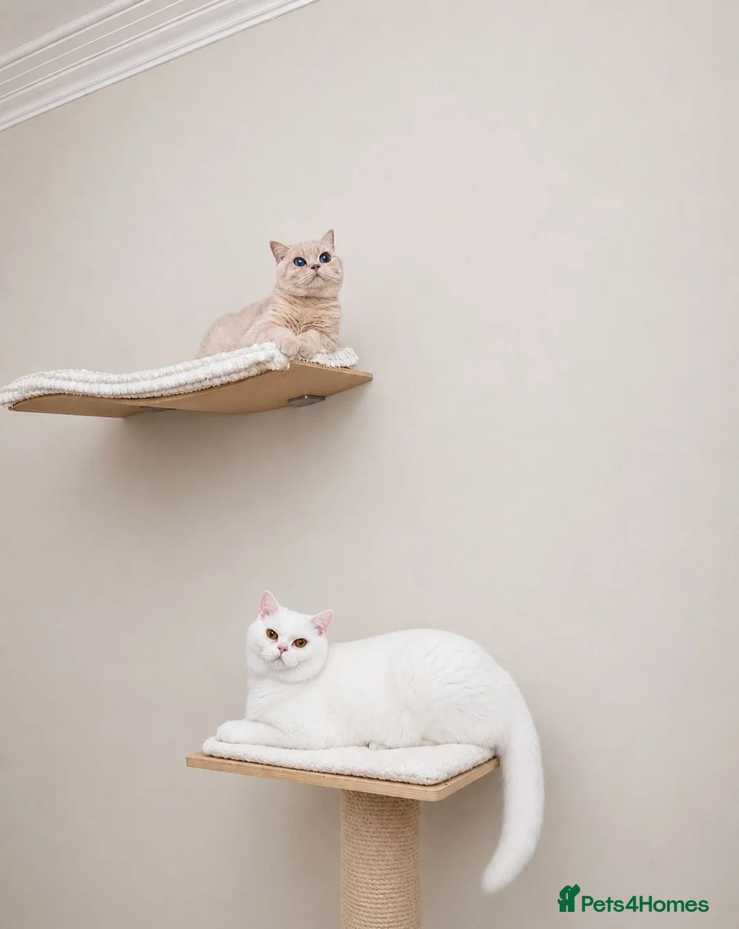British Shorthair cats for sale: 🏡 Home Sweet Home - Advert 2