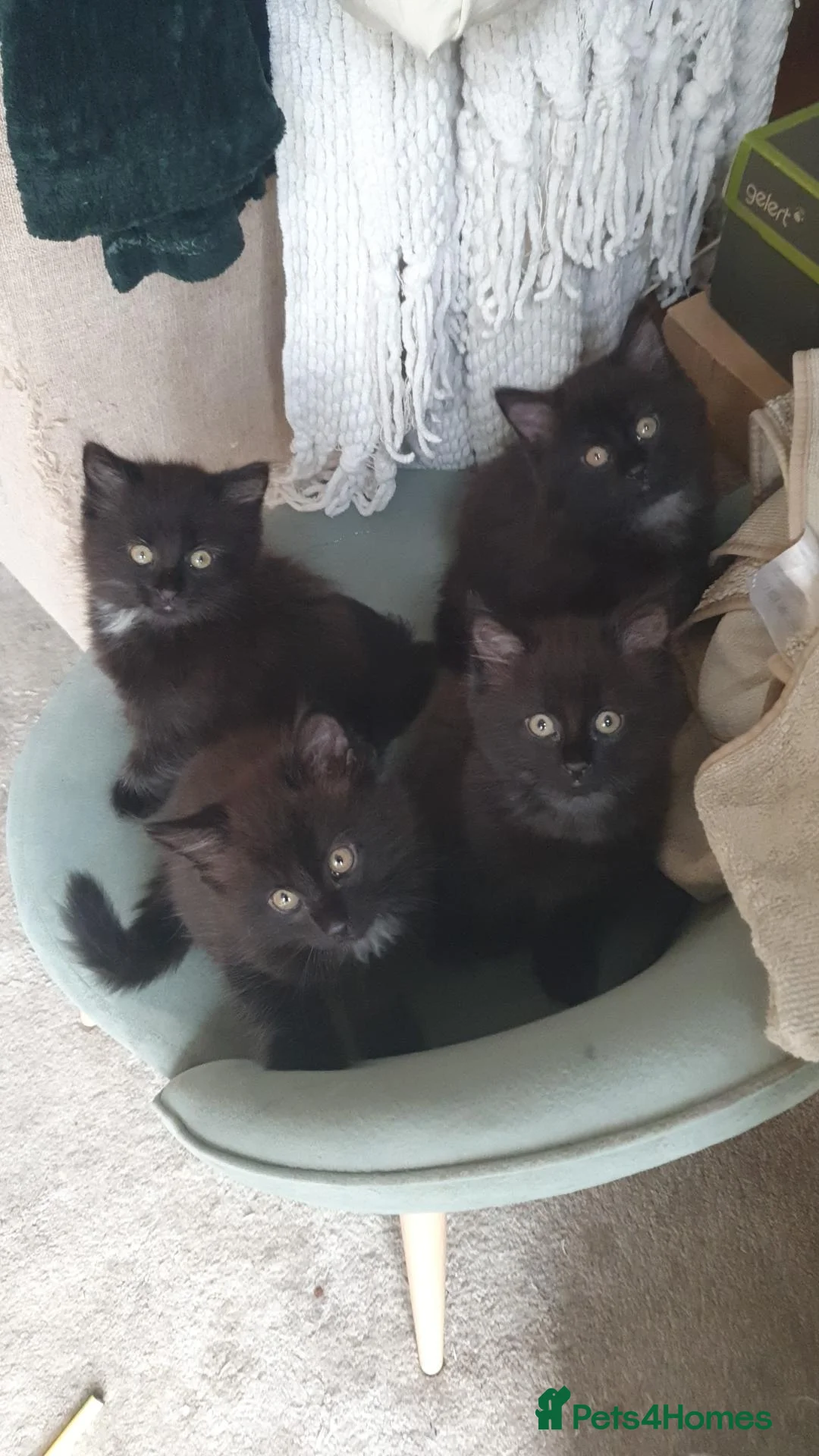 Mixed Breed cats for sale: 4 mixed breed main coon/ bengal boys - Advert 2