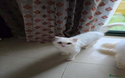 Mixed Breed cats for adoption: NOVA- TURKISH ANGORA GIRL ADORABLE SPAYED - Image 3