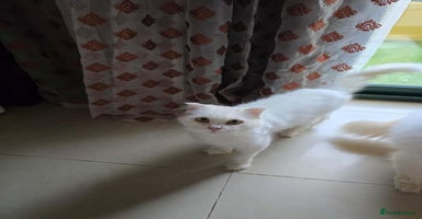 Mixed Breed cats - Advert 11