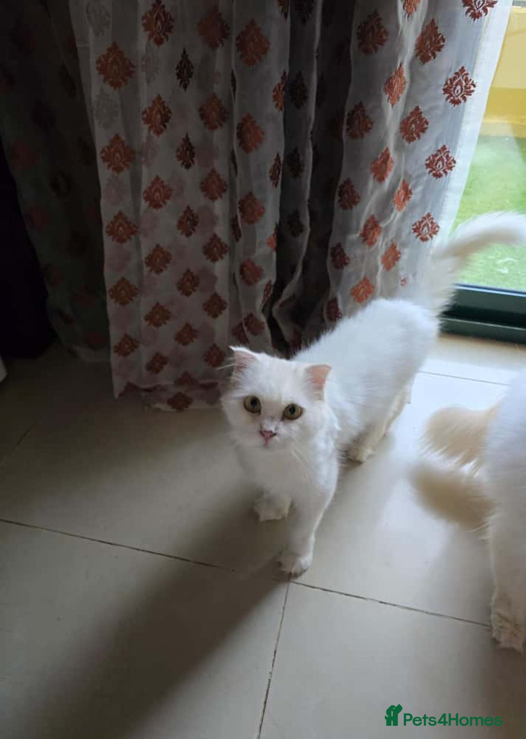 Mixed Breed cats for adoption: NOVA- TURKISH ANGORA GIRL ADORABLE SPAYED - Image 3