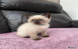 Ragdoll cats for sale: Boy and girl  - Image 7