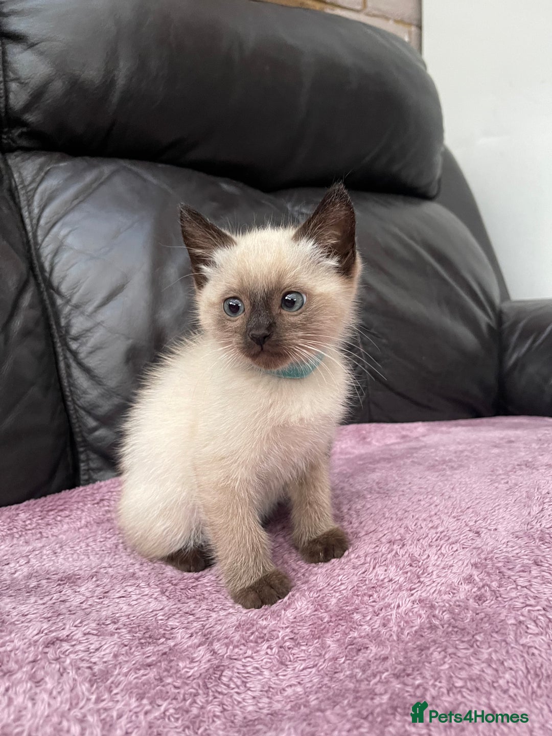 Ragdoll cats for sale: Boy and girl  - Image 7