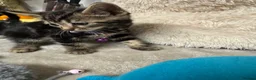 Bengal cats for sale: One Marble Bengal Female Remaining - Advert 6