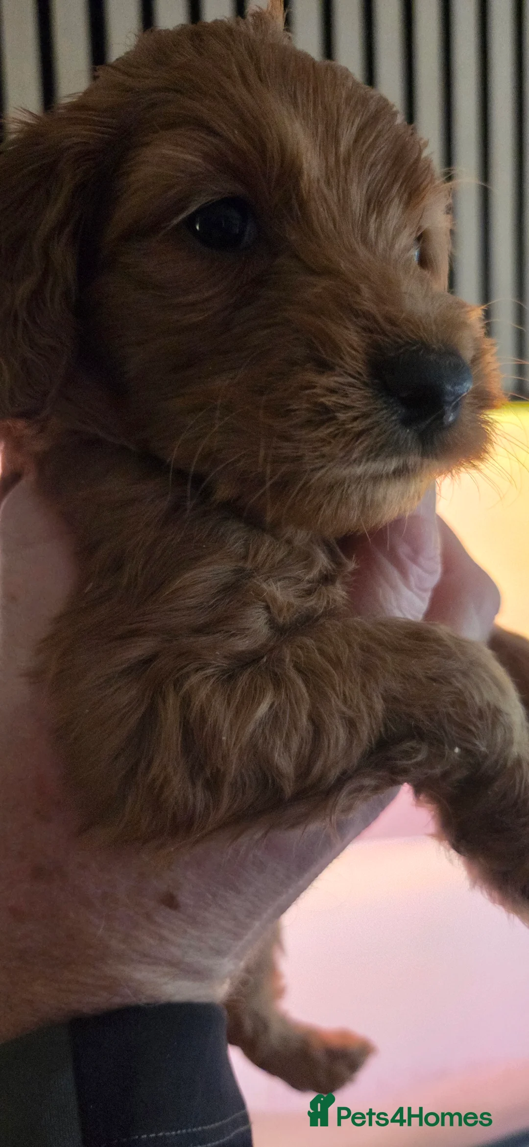 Australian Labradoodle dogs for sale: Therapy Dog Breeder - Advert 22