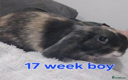 Mini Lop rabbits for sale: 💙🩷friendly pure bred mini lops from £20🩷💙 - Image 8
