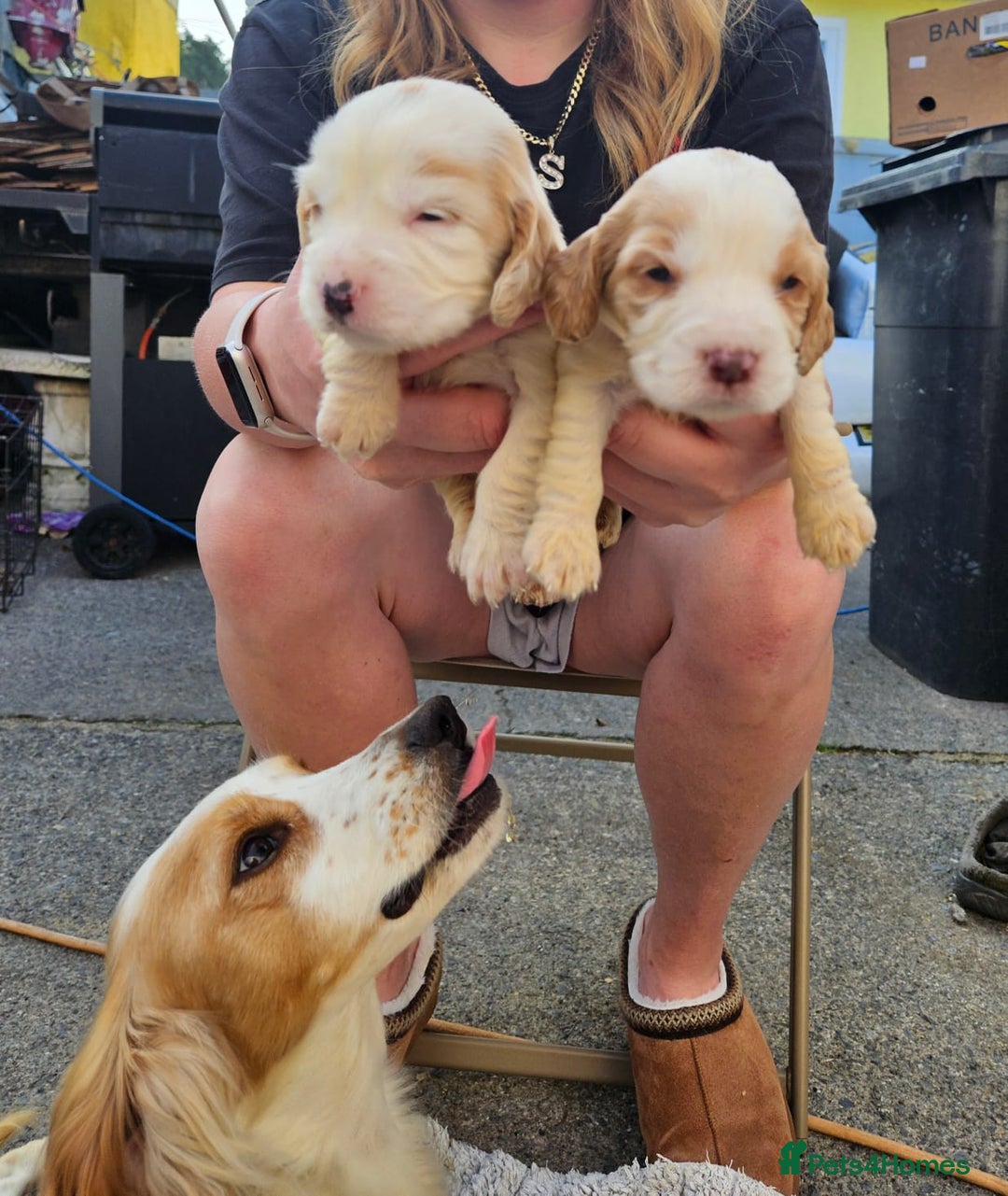 Cocker Spaniel dogs for sale: Cocker spaniel Boys - Image 2