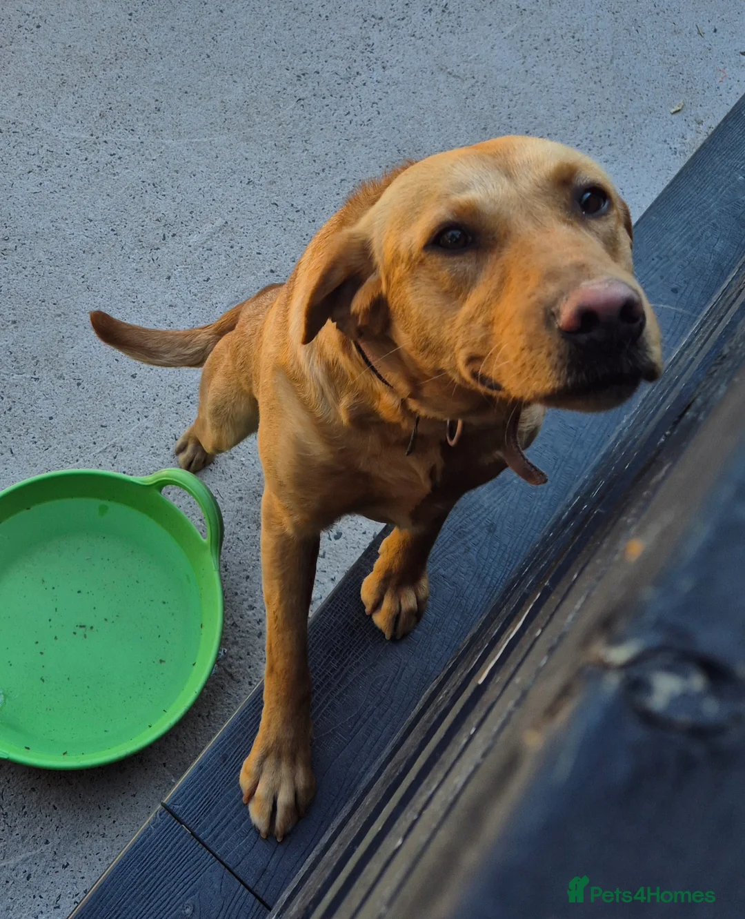Labrador Retriever dogs for sale: Labrador bitch 17 month old  - Advert 2