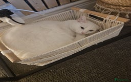 British Shorthair cats for sale: Male cat  - Image 3