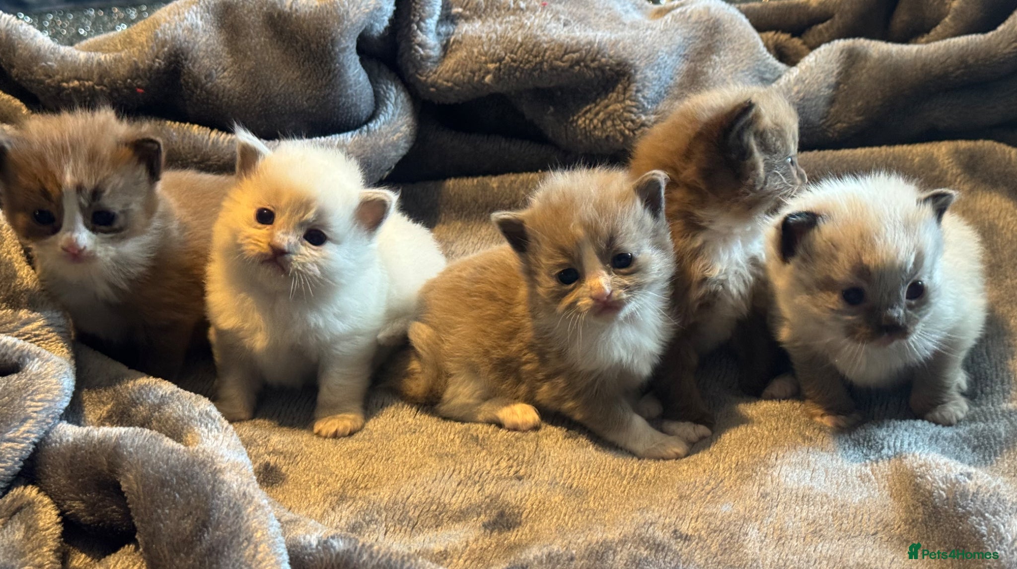 Ragdoll cats Full pedigree registered tica mink/sepia babies  - Advert 5