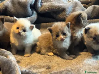 Ragdoll cats Full pedigree registered tica mink/sepia babies - Advert 5