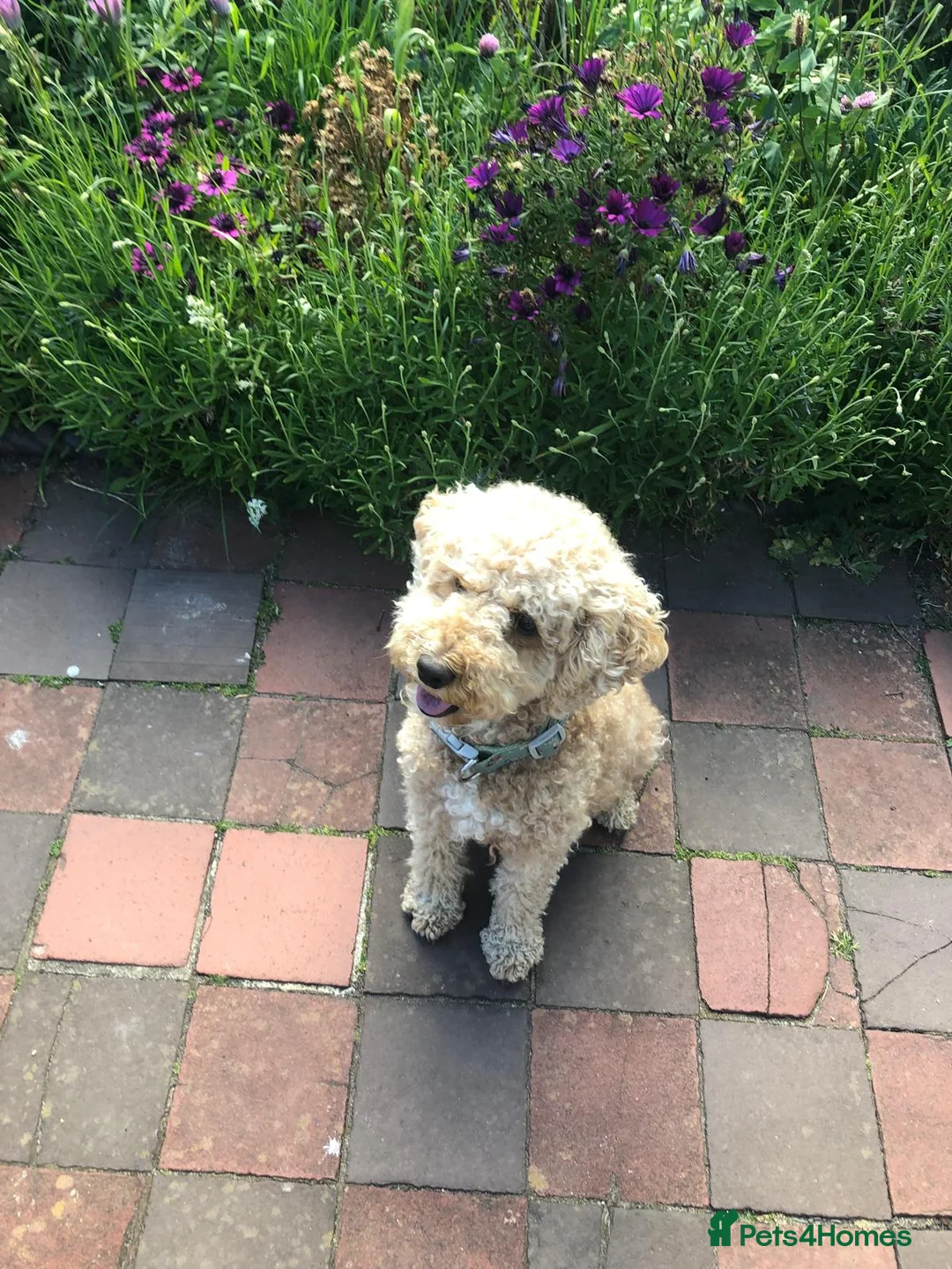 Cockapoo dogs for sale: Stunning F2 Cockapoo puppies - Advert 34