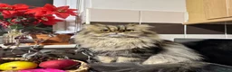 Persian cats for stud: Proven Persian Stud Cat  - Advert 10