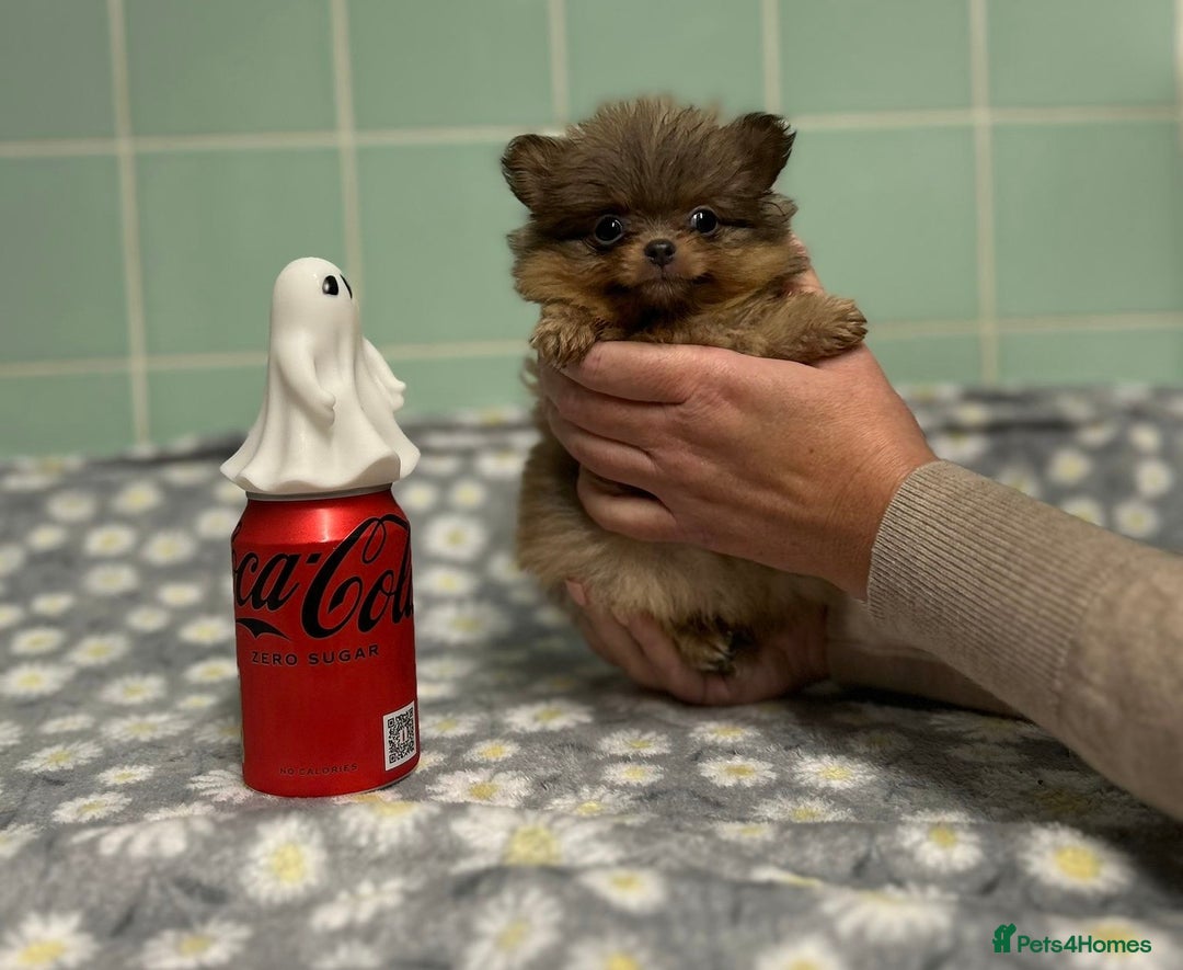 Pomeranian dogs for sale: Beautiful Pomeranian puppies  - Image 13