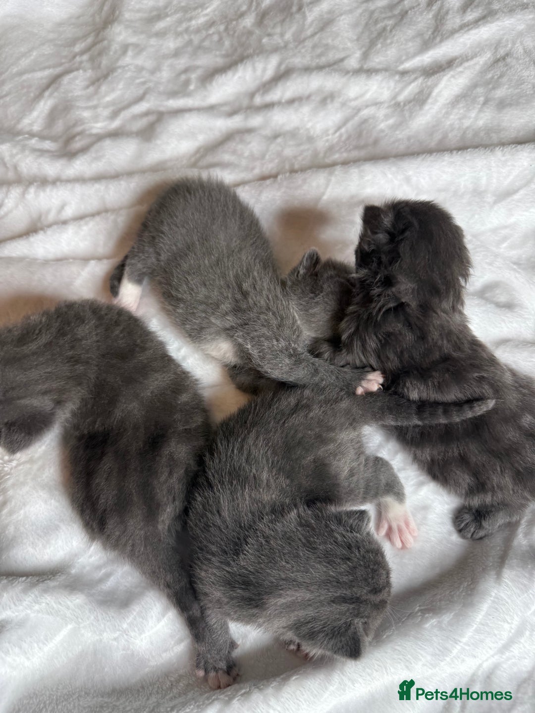 British Shorthair cats for sale: The cutest British Shorthair Grey Kittens  - Advert 8