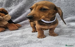 Dachshund dogs for sale: Brilliant Miniature Dachshund Puppies  - Image 11