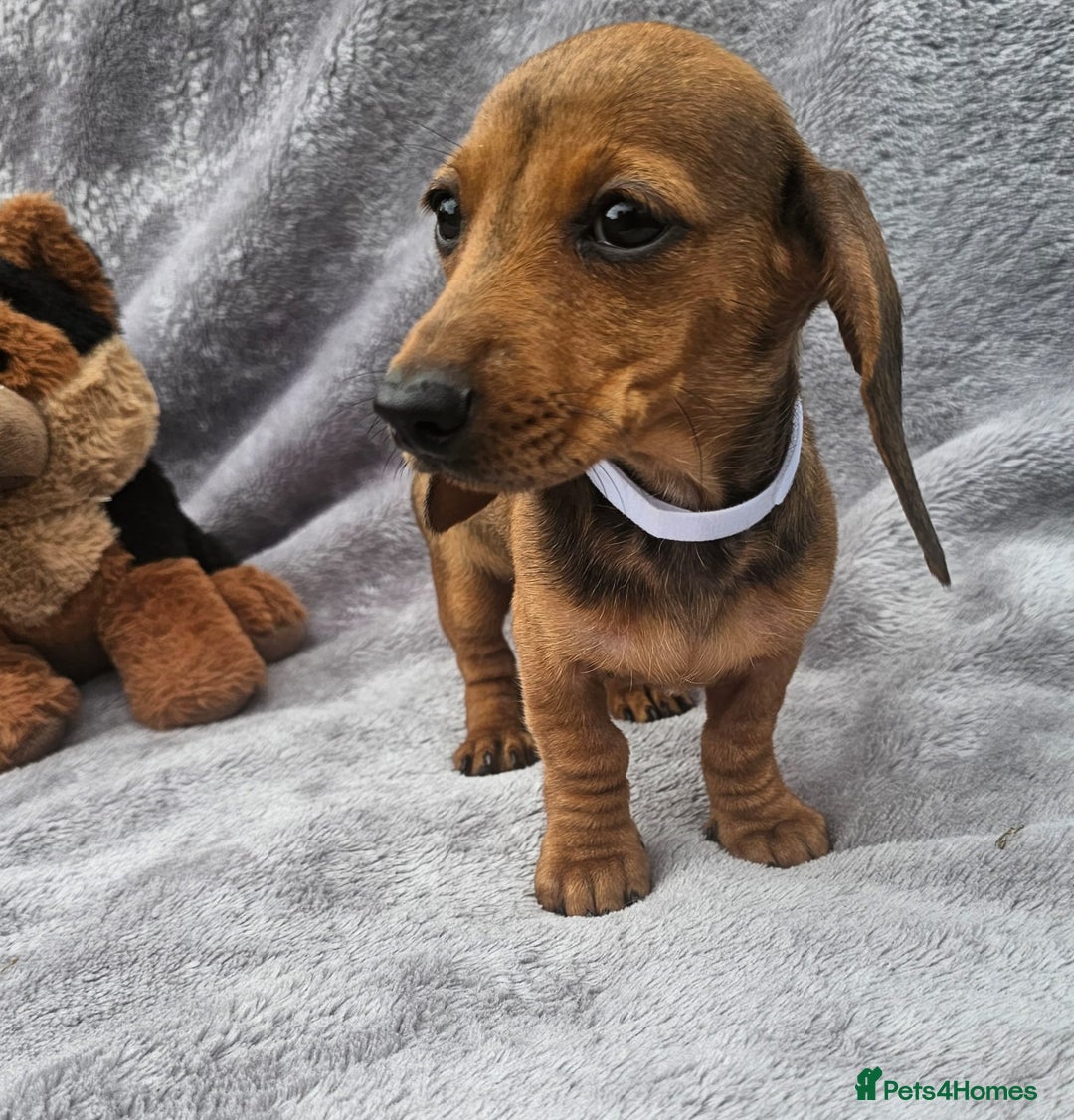 Dachshund dogs for sale: Brilliant Miniature Dachshund Puppies  - Image 11