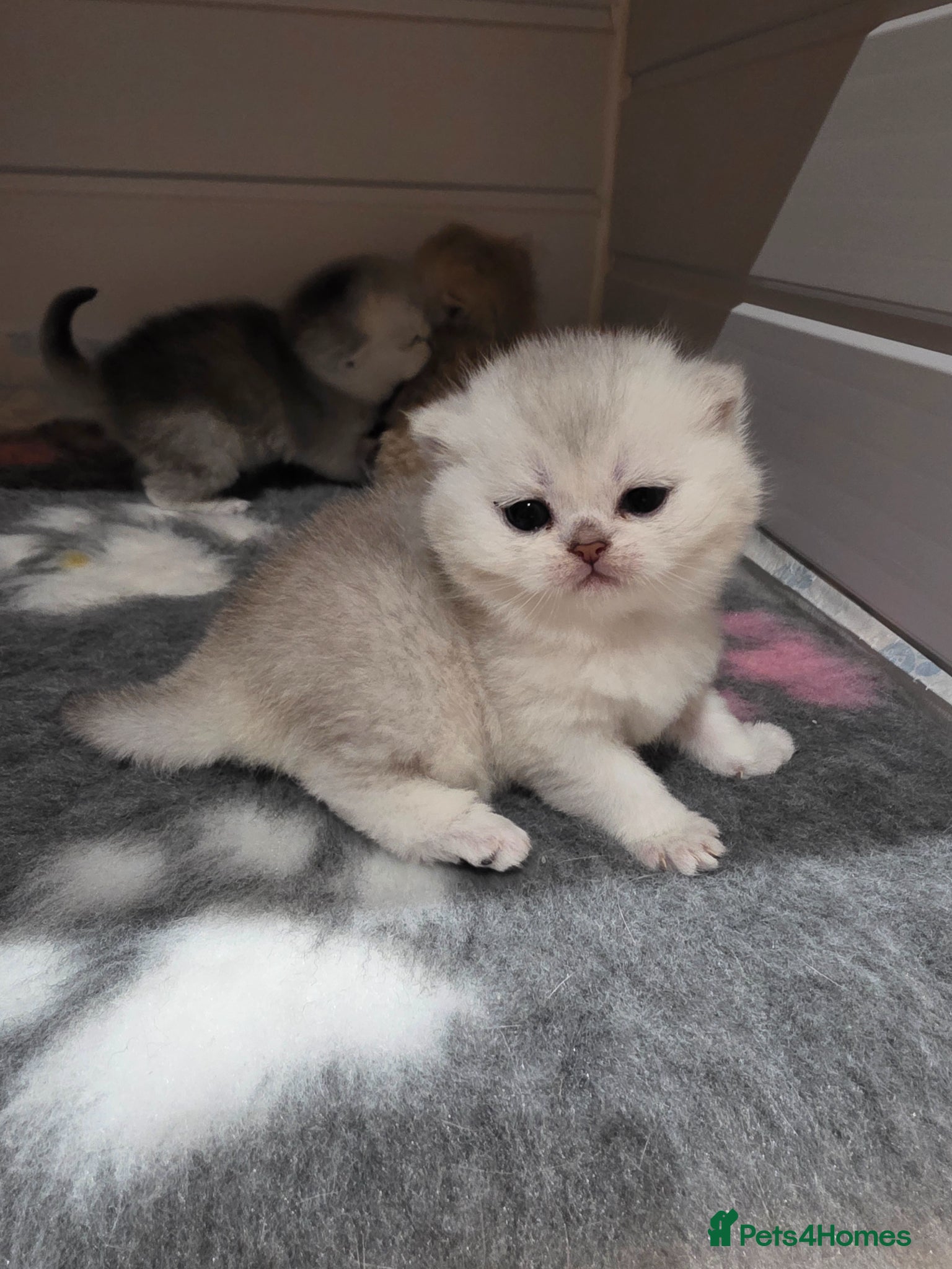 Scottish Fold cats STUNNING TICA PEDIGREE BABIES - Advert 2