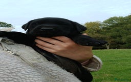Labrador Retriever dogs for sale: Exceptional FTCHAMPION Labrador Retriever Puppies - Image 12